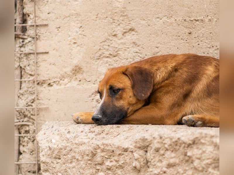 Sanfter ♥Amigo♥ erwartet dich bereits in 74749 Rosenberg