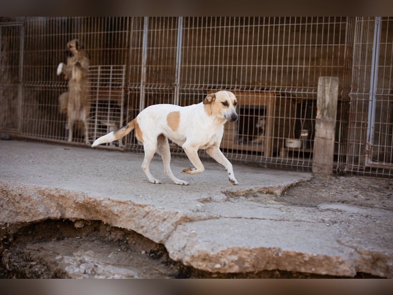 Liebe Nala möchte bei dir einziehen