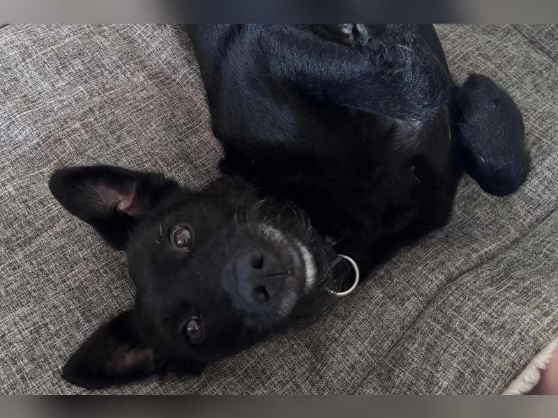 Ebony ❤️ wartet in 51469 Bergisch Gladbach auf dich