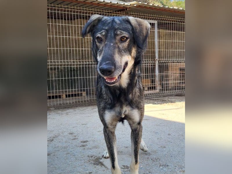 Mili-HSH-Rüde: braucht Liebe & Vertrauen