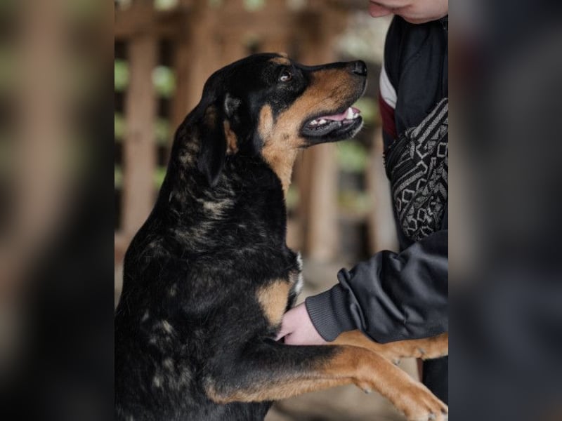 Lieber Mico ❤️ aufgeschlossen & verkuschelt!