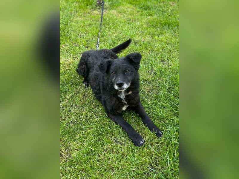 BIMAL❤️lieber, ruhiger und katzenverträglicher Familienhund