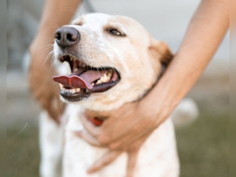 Lucy ❤️ liebe + gutmütige Zuckerschnute