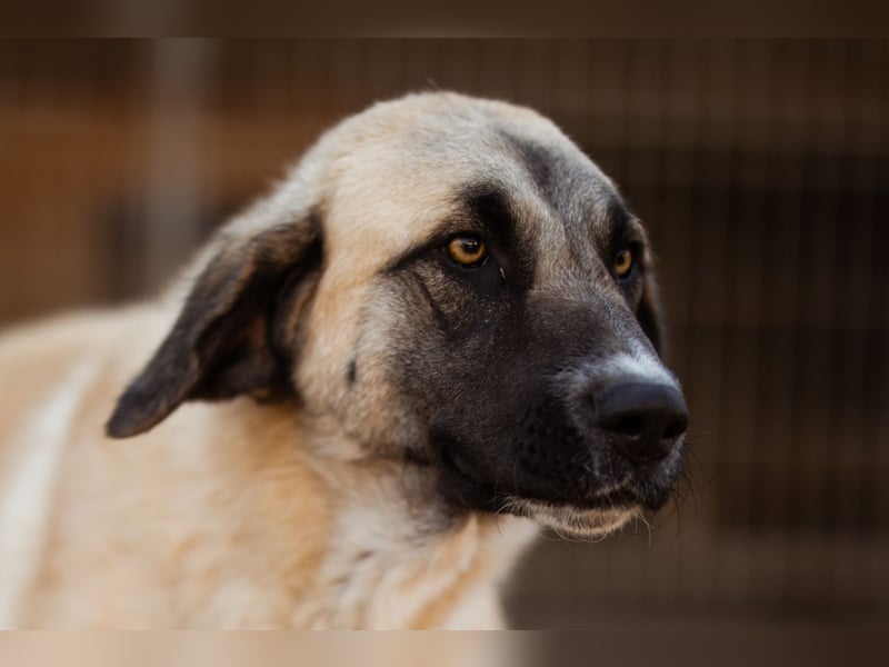 Sofia ♥️ liebe und aktive HSH-Mix-Junghündin