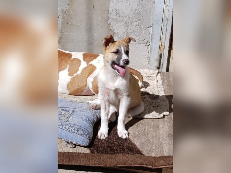 Ella ❤️ super liebes, junges Hundemädchen