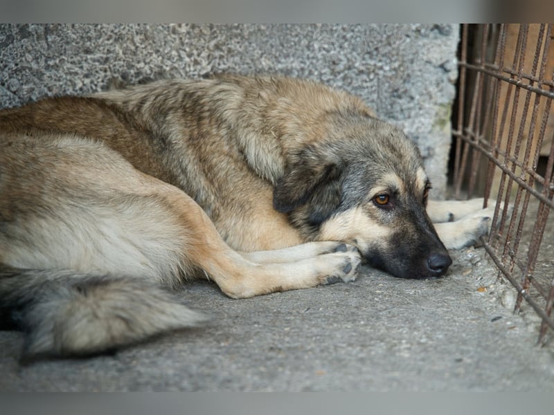 Suki ❤️ Süßes + liebes Hundemädchen sucht liebevolles Zuhause!