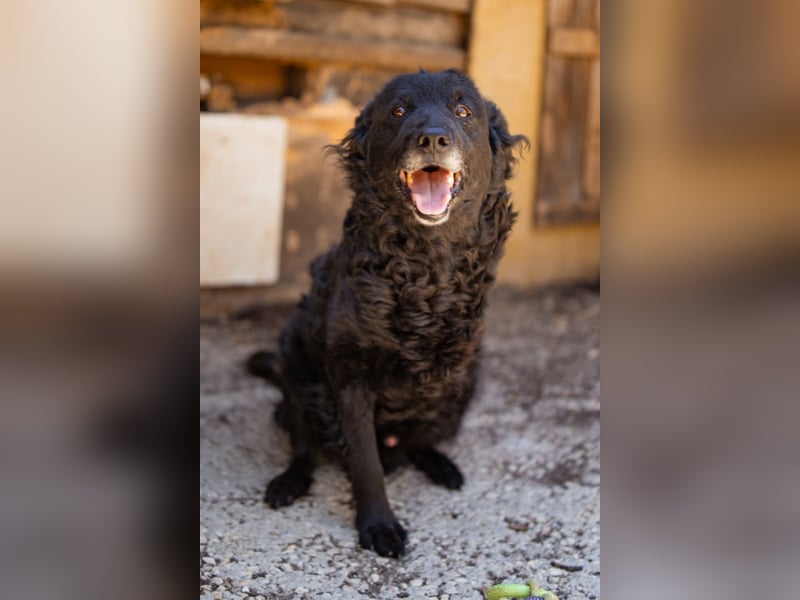 Nox ❤️ liebevoller Kämpfer auf 3-Beinen