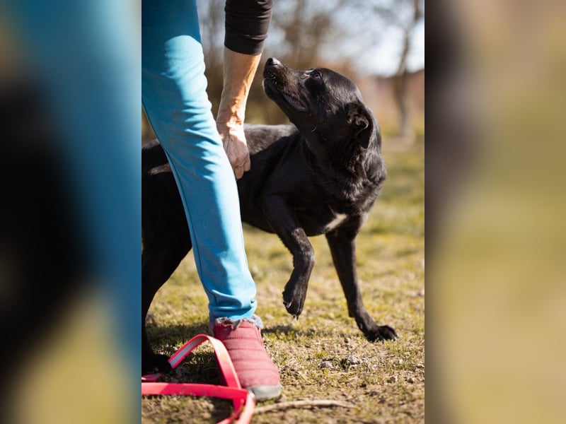 Coolio - wunderbar fröhlicher aktiver Bub