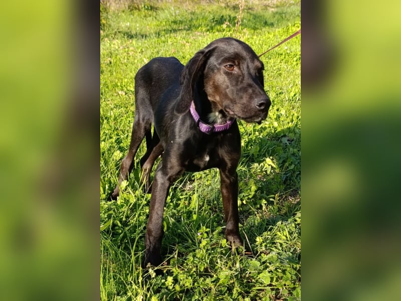 Luna ❤️ fröhliches, aktives Hundemädchen