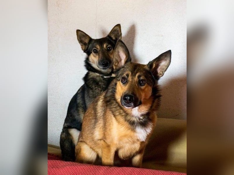 Fibi - eine sanfte Fellnase mit Charakter