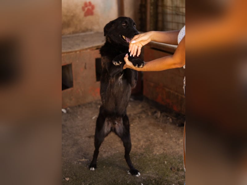 SHADOW❤️freundlicher, sanfter, treuer Familienhund