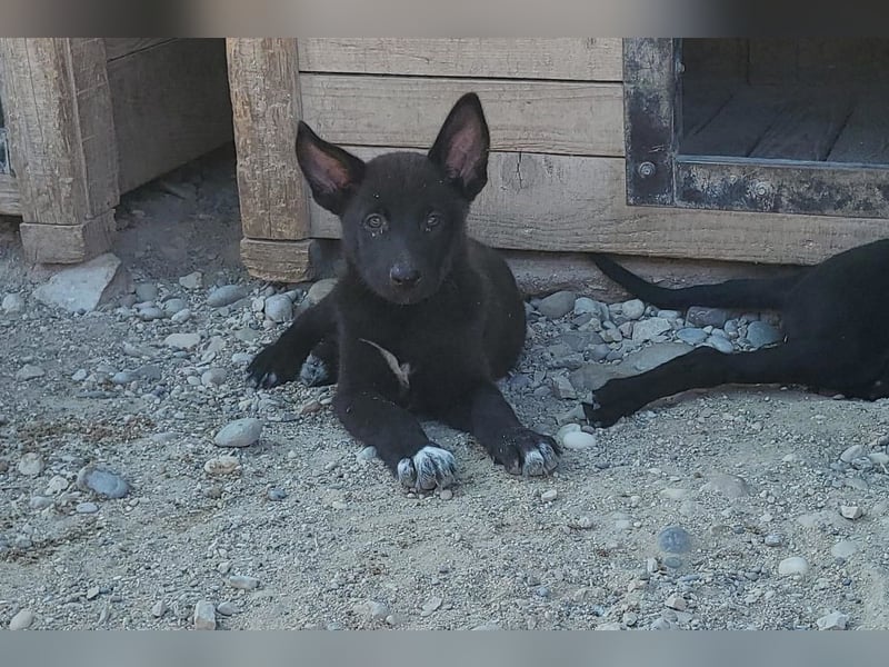 Zuckerschnute YVETTE❤️fröhliches, verkuscheltes Welpenmädchen sucht ihr Für-Immer-Körbchen