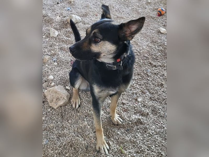 Otto ❤️ so freundlich und verträglich! Otto ❤️ so freundlich und verträglich!