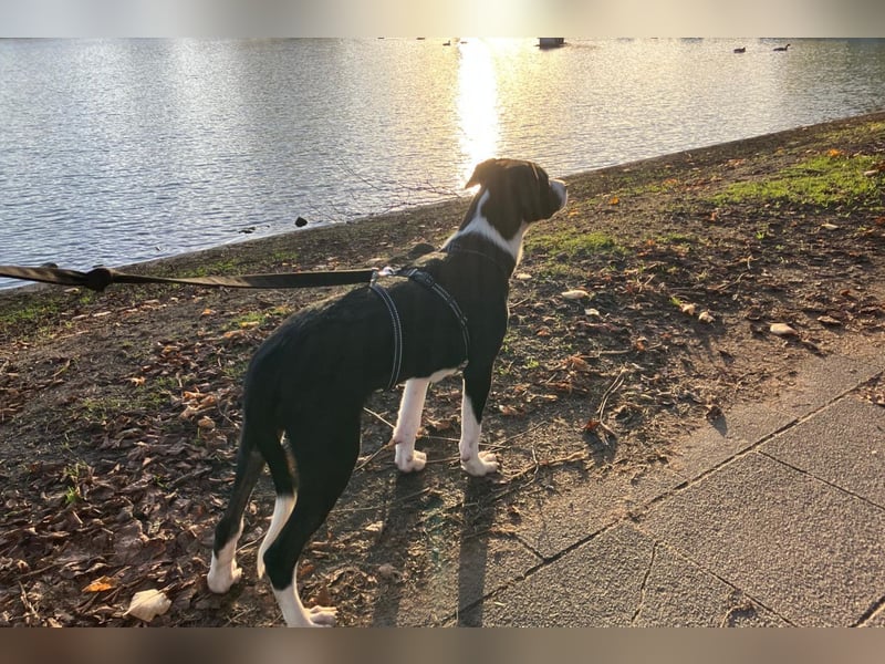 Jungspund Rocky ❤️ wartet in 50674 Köln