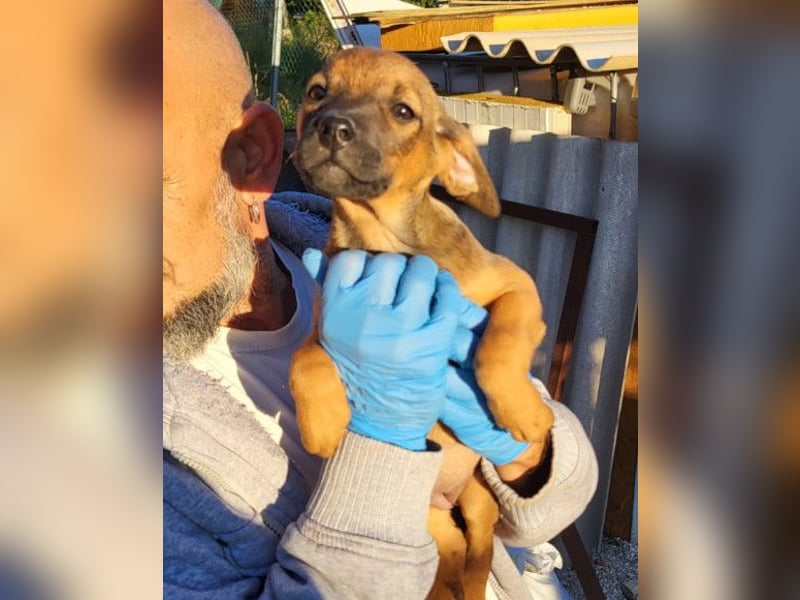 Tilly ❤️ aufgeweckte, lebenslustige Maus