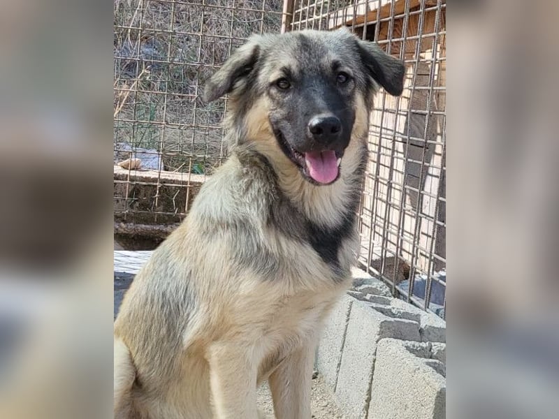 Suki ❤️ Süßes + liebes Hundemädchen!