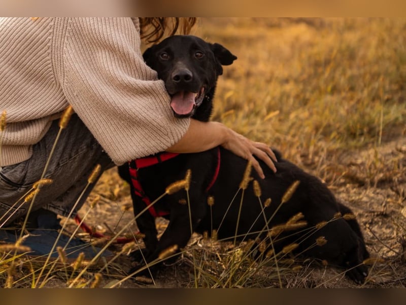 Blacky Aron ♥️ so verschmuster & verspielter Rüde