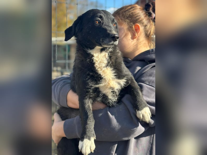 BOBI❤️sanfter, liebevoller & treuer Schatz sucht ein Zuhause voller Liebe!