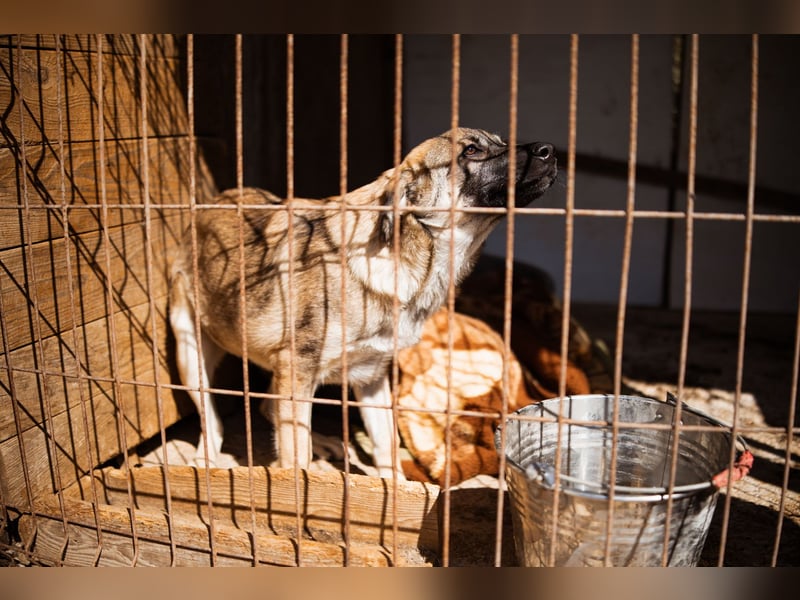 COCO❤️verspielt, sanft und voller Vertrauen: ein Herz für Groß und Klein!