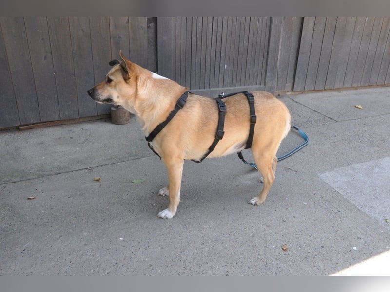 Hündin ♥ Micka ♥ liebt alle: Menschen, Hunde und auch Katzen