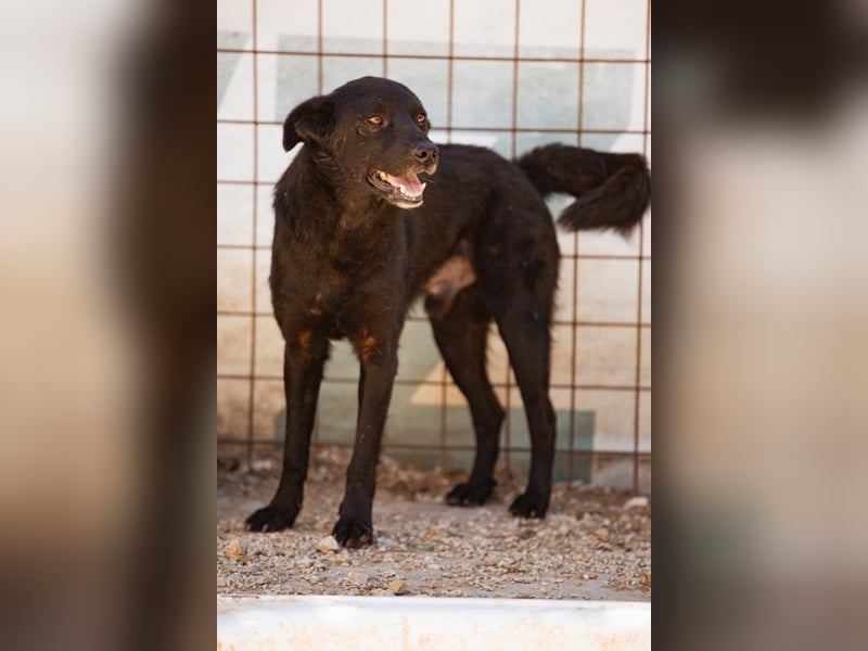 Black-Beau ♥ Sasha ♥ noch schüchtern, verständlich, aber ein großes Fellherz