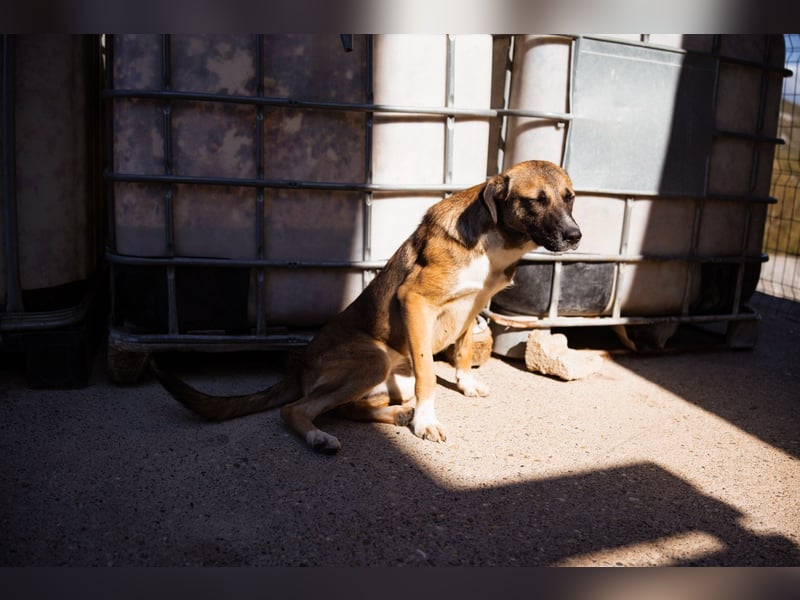 Liebste Lisa - die pure Lebensfreude auf 4 Pfoten