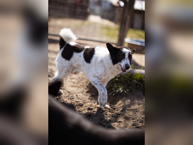 Toller Rüde ♥Thor♥ ruhig & ausgeglichen mit einem kleinen Tick