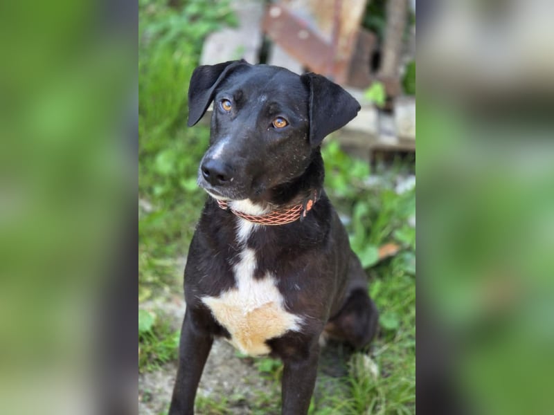 Amber ❤️ sanfte + verträgliche Seele!