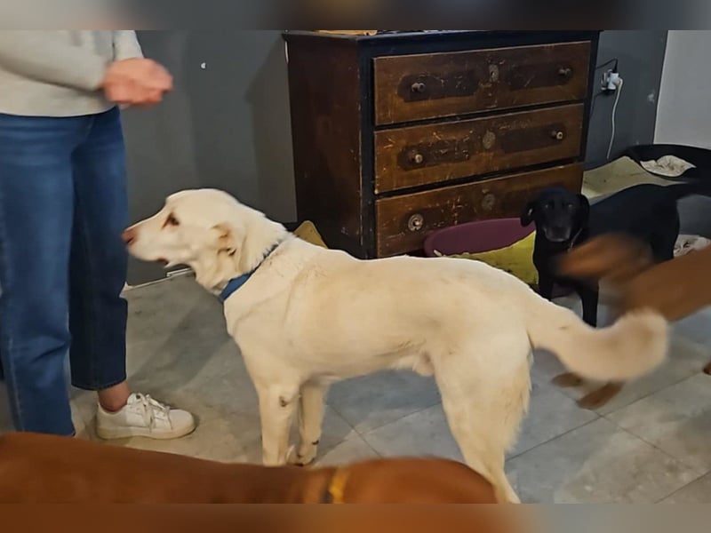 OldBoy ♥ ARON ♥ liebt Kinder, Artgenossen und auch Katzen