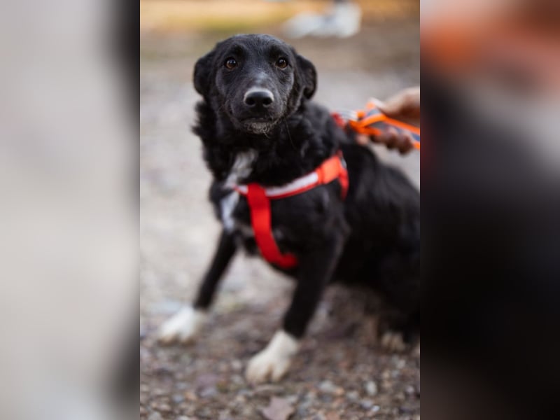 Betty ❤️ kuschlige, verspielte junge Hundedame
