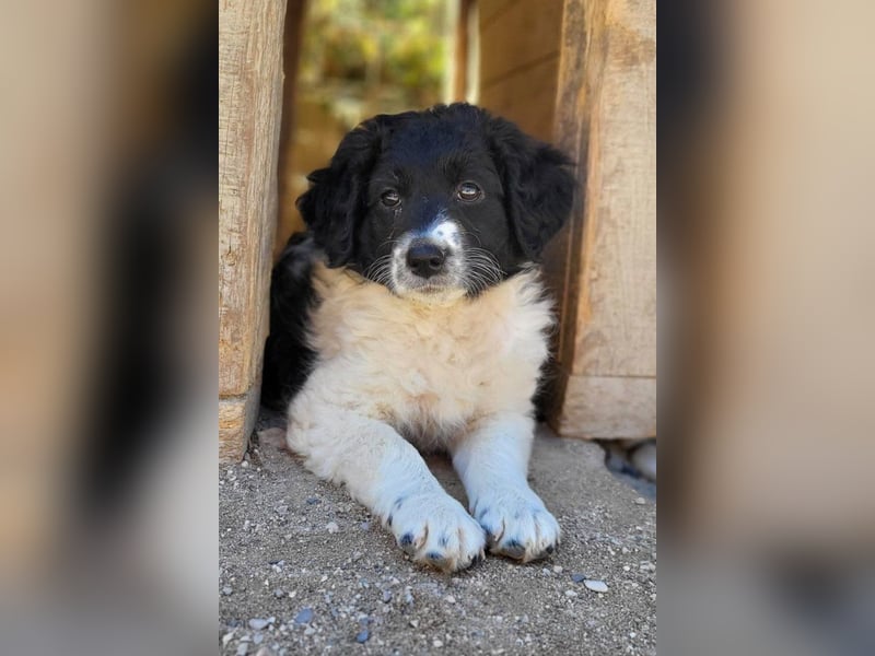 Süße Welpin ♥Suki♥ sucht ihre Menschen