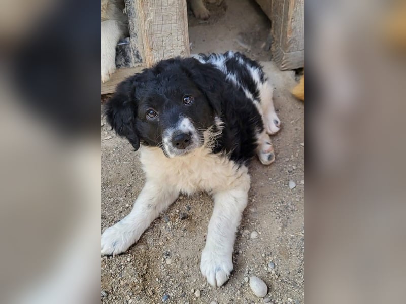 Süße Welpin ♥Suki♥ sucht ihre Menschen