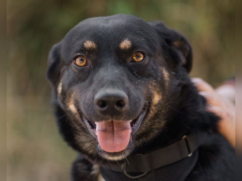 Percy ❤️ aufgeschlossener & verkuschelter Hundeschatz!