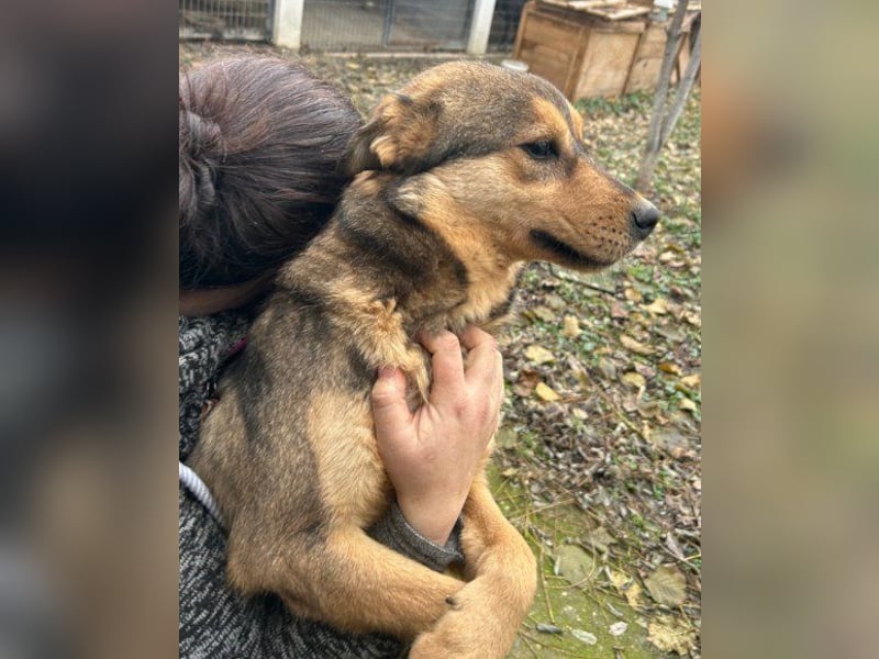 Liebste Lizzy - mit ihr zukünftige Spaziergänge zu zweit