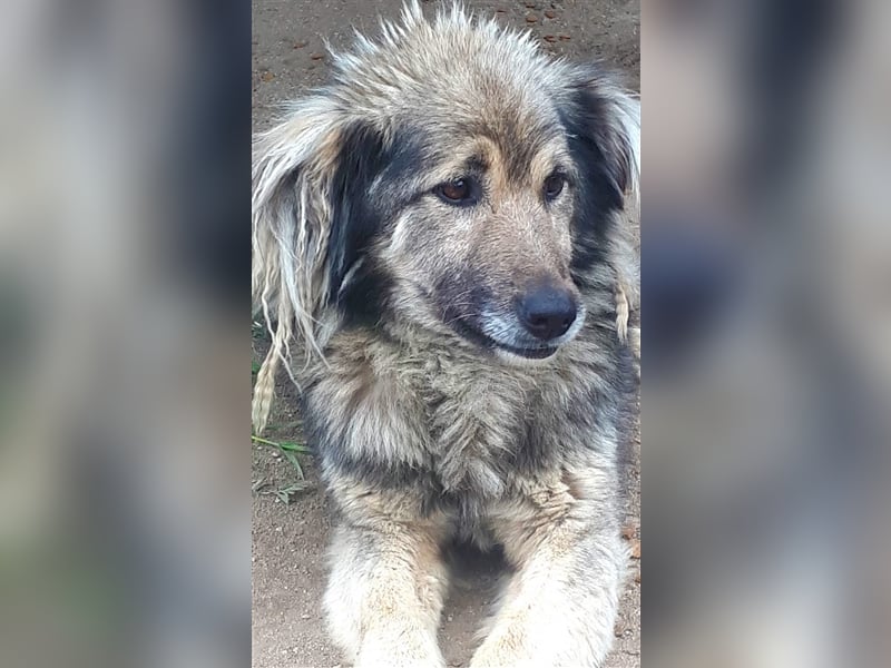 Bash - kleiner, fröhlicher Kerl sucht seine Familie! 