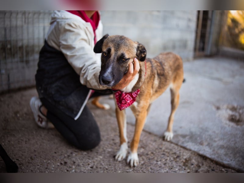 Liebste Lisa - die pure Lebensfreude auf 4 Pfoten