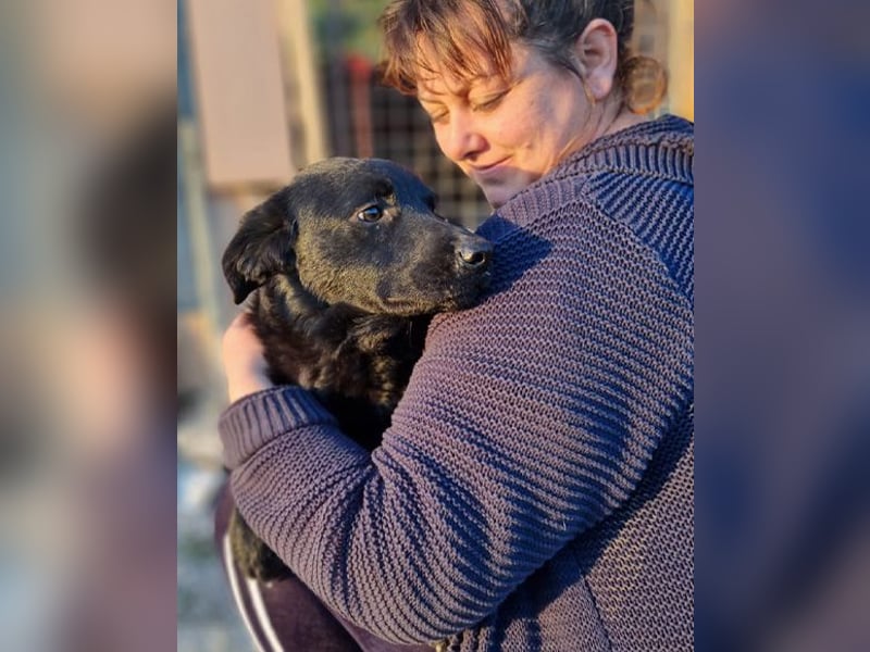 Bruce ❤️ Sanftmütig, loyal, verschmust! Bruce ❤️ Sanftmütig, loyal, verschmust!