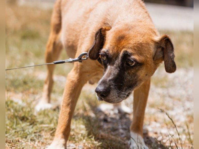 Liebste ♥Senka♥ mit einem großen Herzen