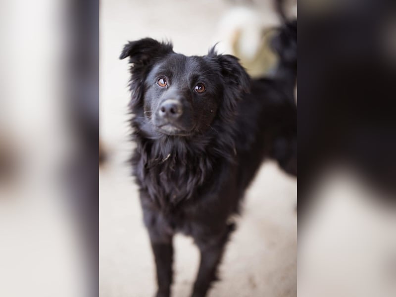 Filou ❤️ verspielter, so lieber Jungrüde