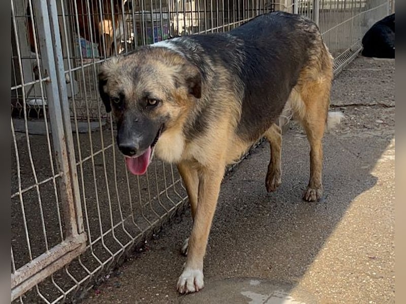 KORA❤️sanfte Seele sucht sehnsüchtig ein liebevolles Zuhause & Geborgenheit