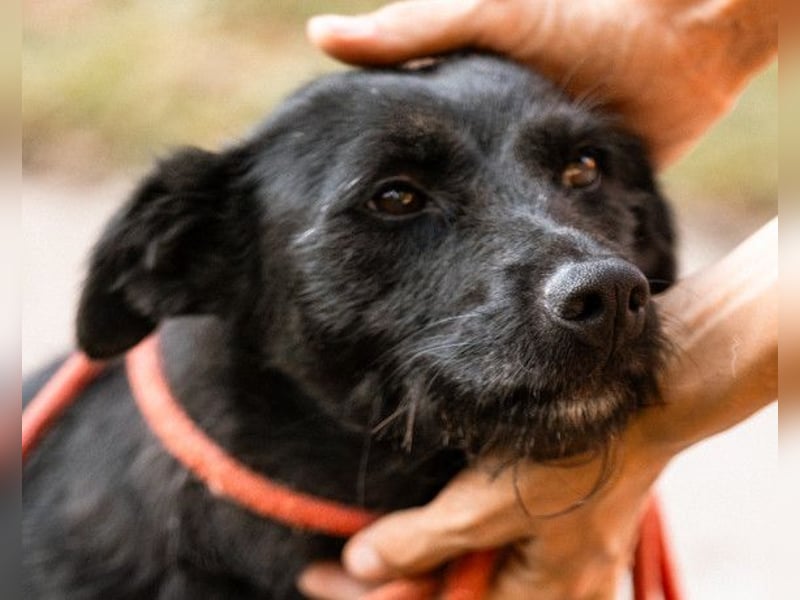 Traumhündin Ebony ❤️ verträglich, lieb, offen!