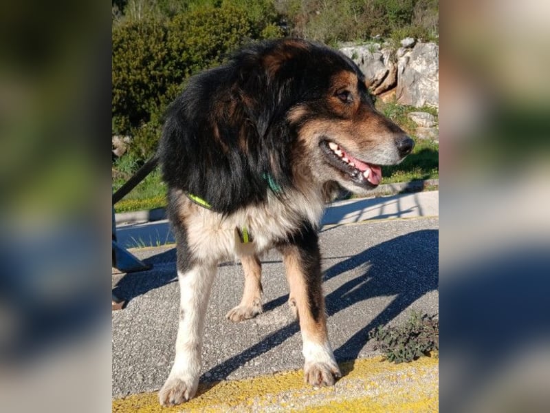 Max ❤️ rundum lieber Familienhund!