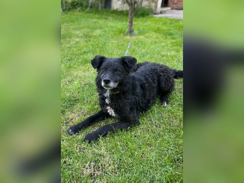 BIMAL❤️lieber, ruhiger und katzenverträglicher Familienhund