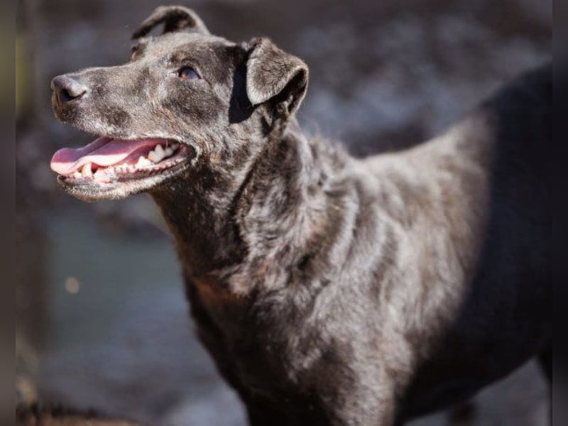 Hana - wundervolle, liebe Zuckerschnute mit einem kleinen Tick