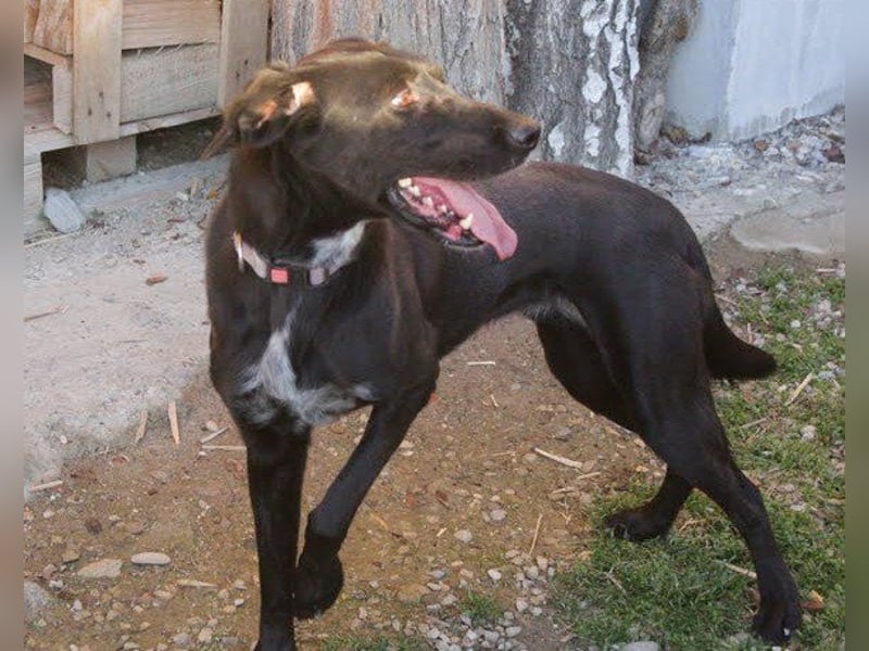 Xena - lebensfrohe, aktive, liebe Hündin