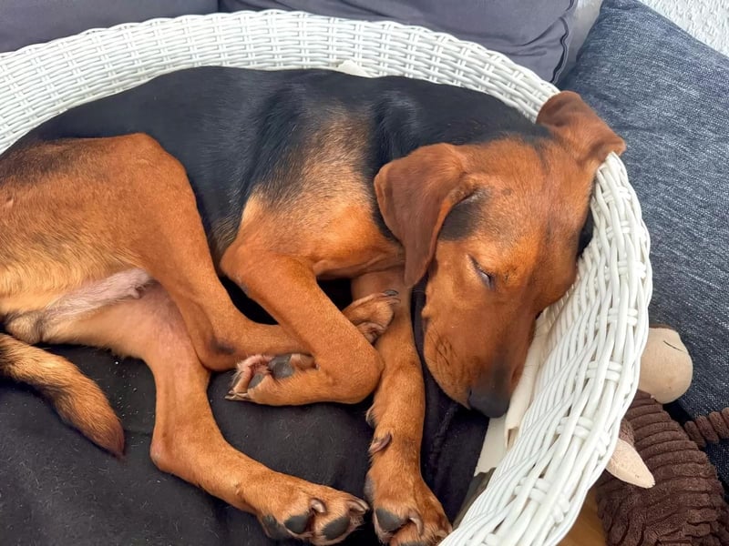 Holly ruhige, verschmuste Hündin sucht ihr Für-immer-Zuhause