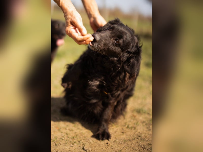 Norman - ein rundum toller Rüde