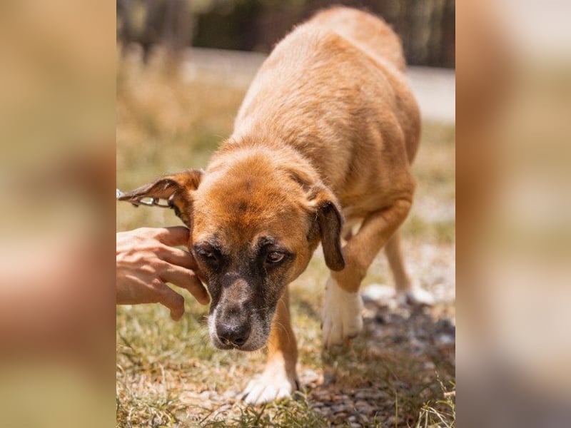 Liebste ♥Senka♥ mit einem großen Herzen
