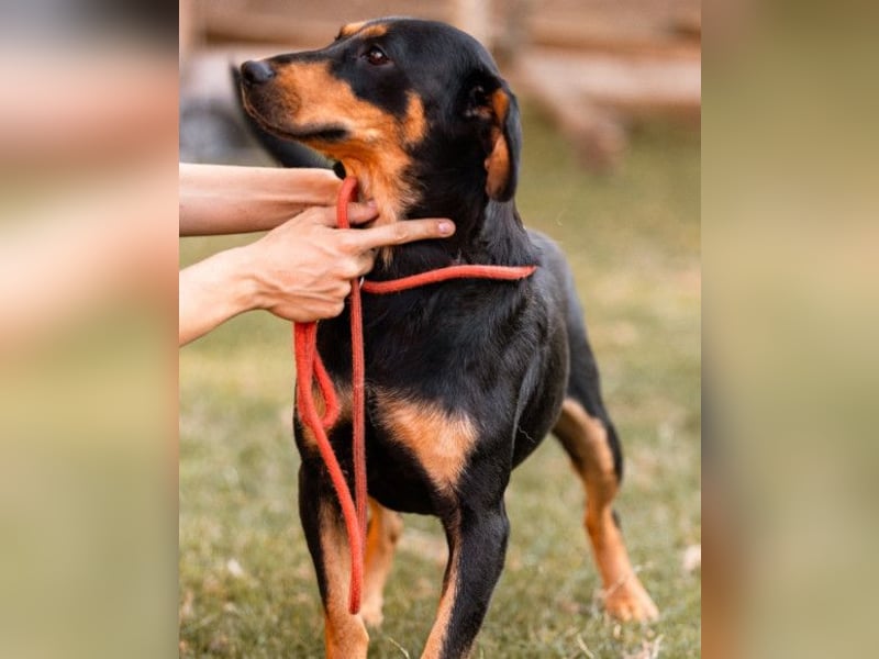 Lieber, aufgeschlossener Bliss ❤️ sucht sein neues Zuhause