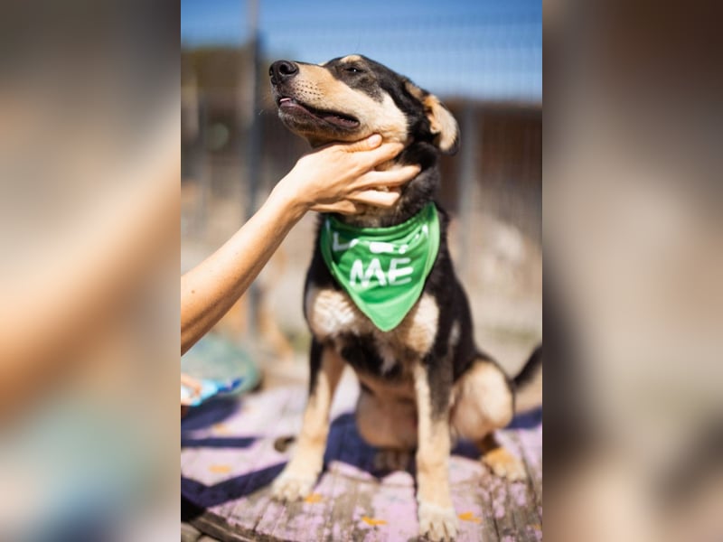 Norio ❤️ kuschliger, verspielter junger Hundebub